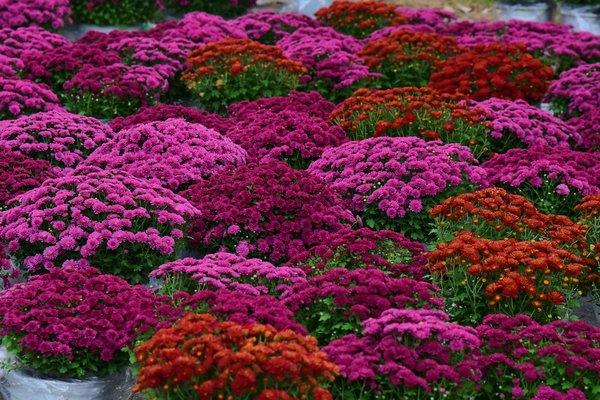 Pourquoi opter pour une toiture en métal